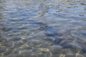 Willamette Fish Hatchery: Oregon's Most Awesome Fish Hatchery