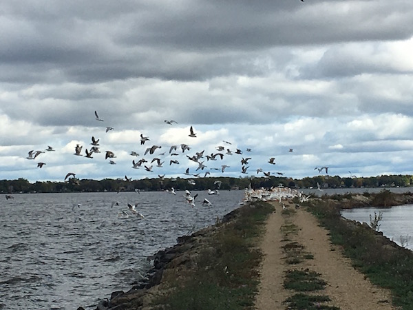 Hiking Terrell's Island in Wisconsin's Lake Butte des Mortes Wildlife Area