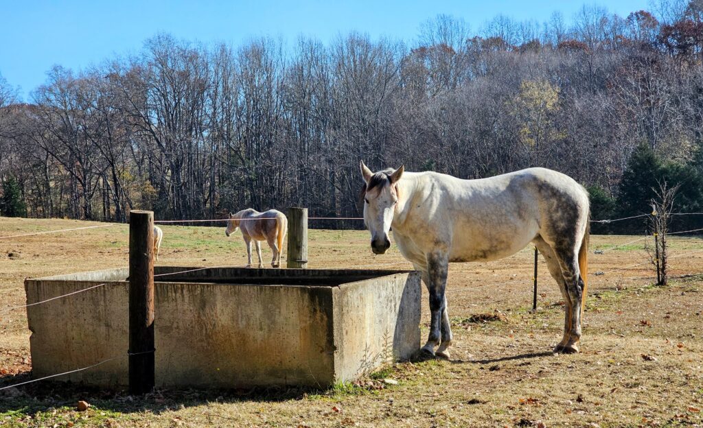 Horse riding trails at Anne Springs Close Greenway in Rock Hill. 