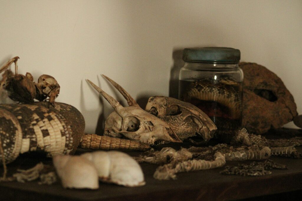 Collection of animal skulls and natural objects.